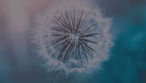 dandelion